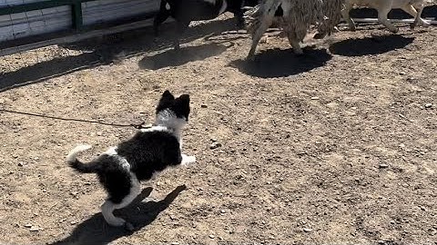 Kit, the Border Collie Puppy’s First Introduction to Sheep