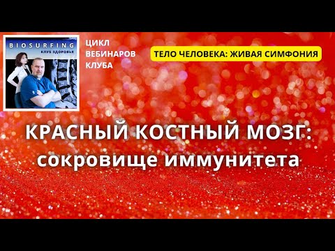 Красный костный мозг: сокровище нашего иммунитета