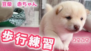 【豆柴犬】赤ちゃんのよちよち歩きが可愛すぎます  ”子犬と癒し” まめしば亭ブログvlog