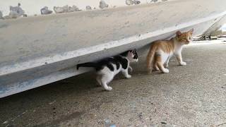 船の下でじゃれ合う野良子猫の兄弟が可愛過ぎる