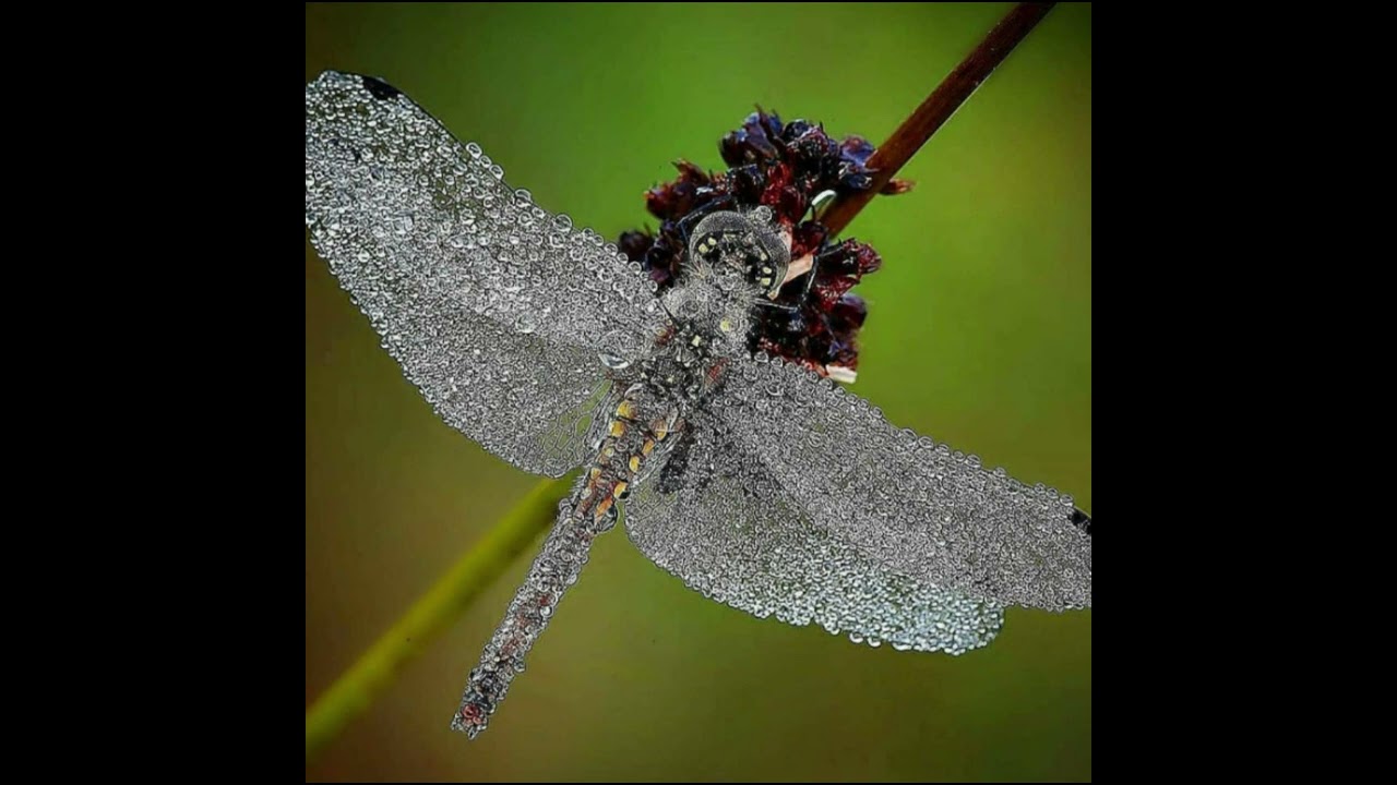 Contemplative Trance. Lest it Be.