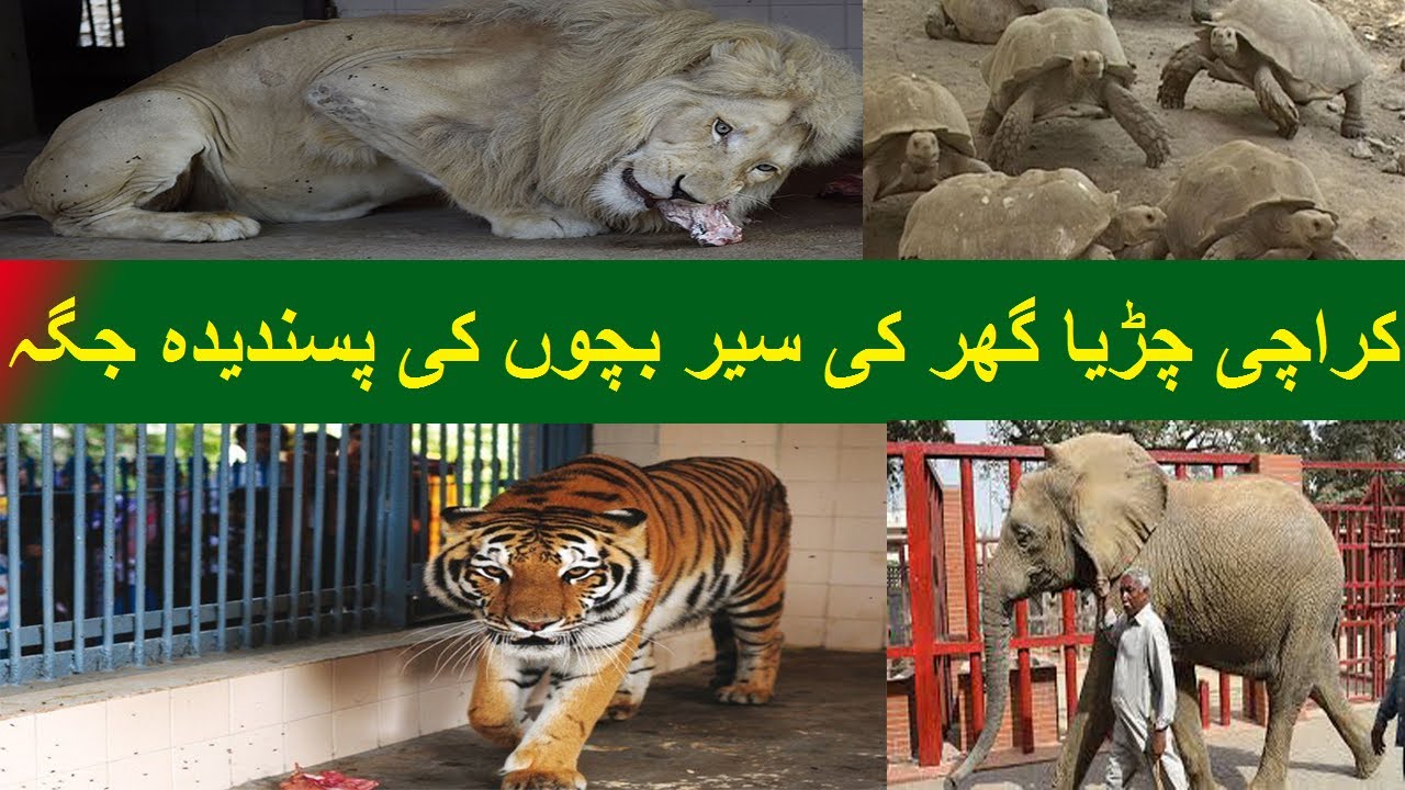 Gul Wali Khan Zoo Karachi Garden Zoo Park Entertainment Place
