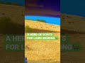 #shortvideo #animal #shorts #short  #goat  #fyp