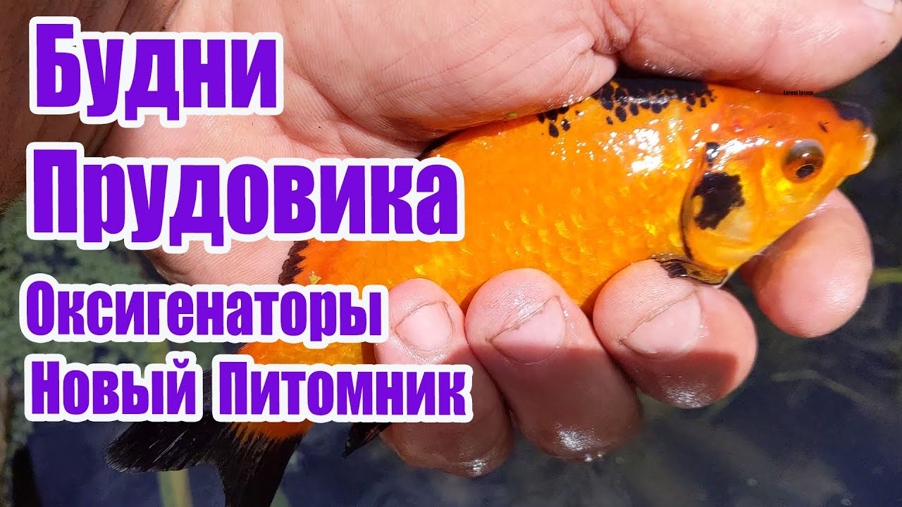 Будни Прудовика Оксигенаторы Новый питомник
