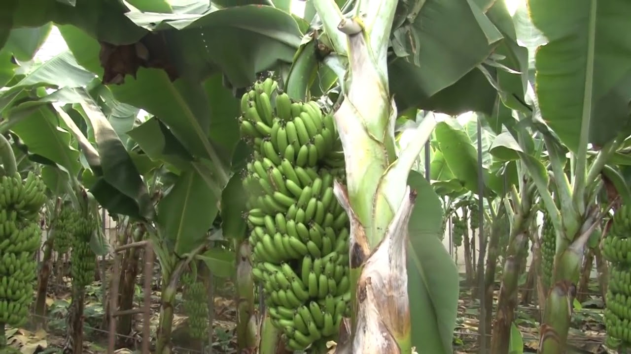 Banana harvesting in Turki