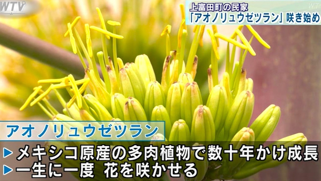 The blue agave, which takes decades to grow and blooms only once