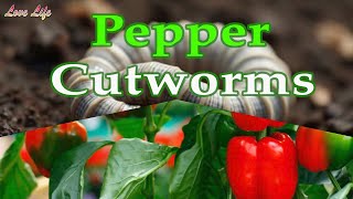 Cutworms - The next time you find your seedlings cut from the stem, here is the culprit