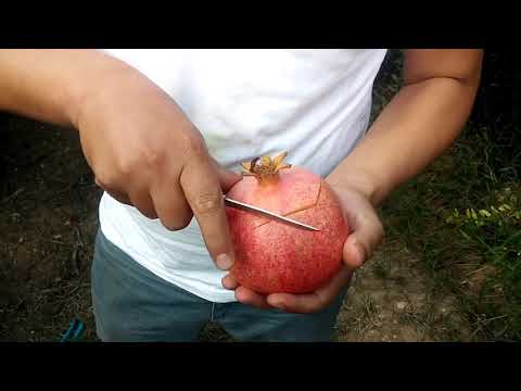 The Best Pomegranade Cutting...    En İyi Nar Soyma Videosu Budur!