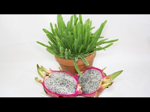 Hylocereus undatus - Drachenfrucht, Dragon Fruit, Pitahaya