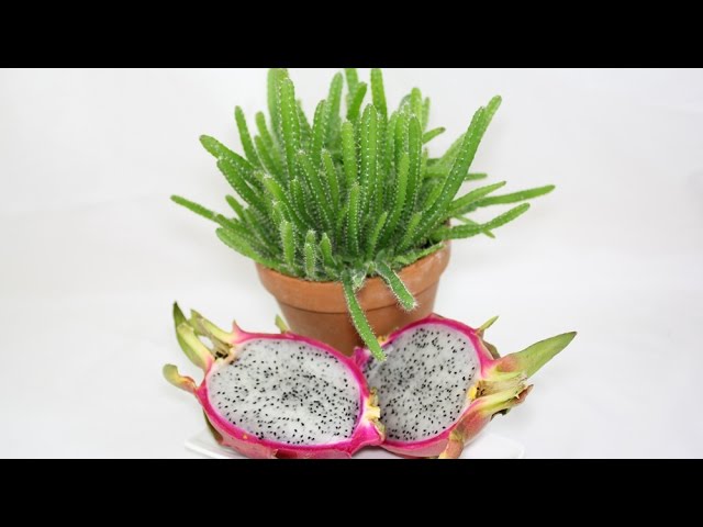 Hylocereus undatus - Drachenfrucht, Dragon Fruit, Pitahaya