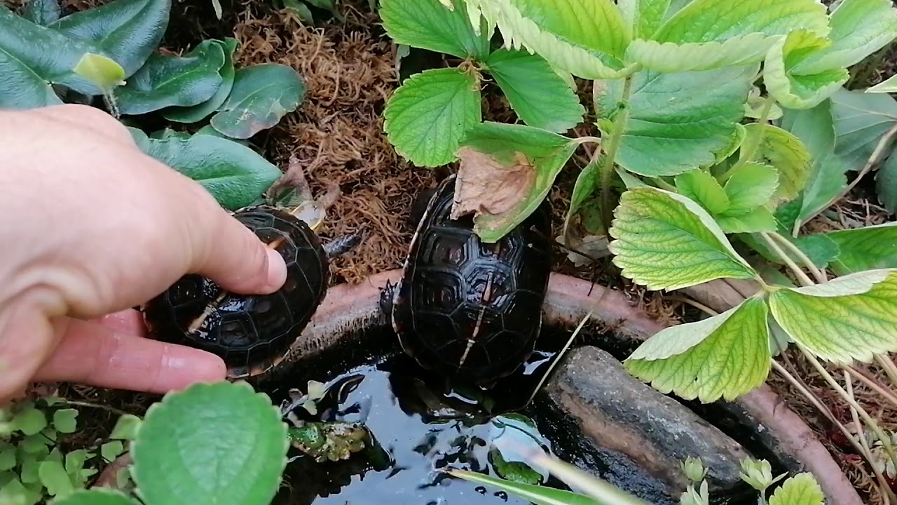 Cuora flavomarginata