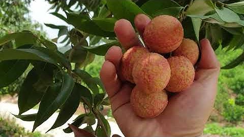 Ăn Vải Phải Ăn Đã Mồm I Vải Thiều Lục Ngạn Bắc Giang