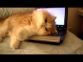 When Mom Put Her Laptop On the Bed, This Kitty Cat Decided He Wasn’t Going to Give It Back