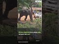 Kerala: Elephant runs amok, kills 40-year-old man