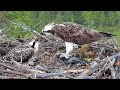 #1 Sääksilive (Osprey Cam in Finland) | Dad bring big fish for baby | July 27, 2022