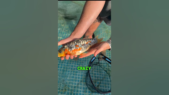 The CRAZIEST KOI i have!! #short #shorts #koi #fish