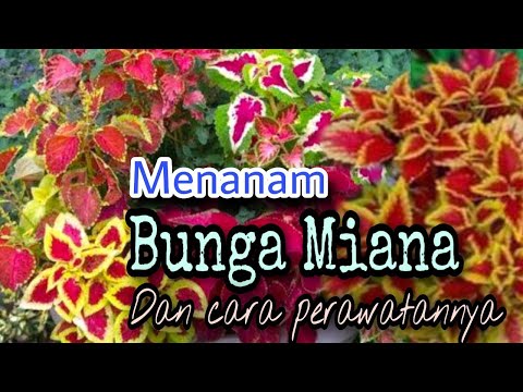 Video: Perawatan Dan Budidaya Fuchsia (36 Foto): Bagaimana Cara Menanam Dan Merawat Fuchsia Di Kebun Di Musim Gugur? Pot Mana Yang Harus Anda Tanam?