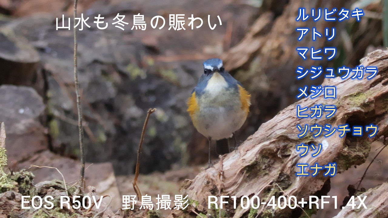 R50Vで４K野鳥撮影　賑やかな水場　ルリビタキ　アトリ　マヒワ　シジュウガラ　メジロ　ヒガラ　ソウシチョウ　ウソ　エナガ