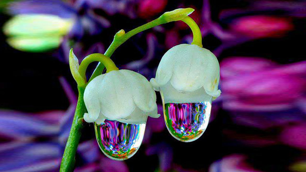 Most Unique Looking Flowers : 10 Most Beautiful But Strange Flowers ...