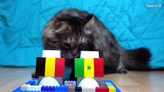 Belgium Vs Senegal - Cats World Cup 2026 Prediction