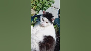 Grandpaw getting high on catnip