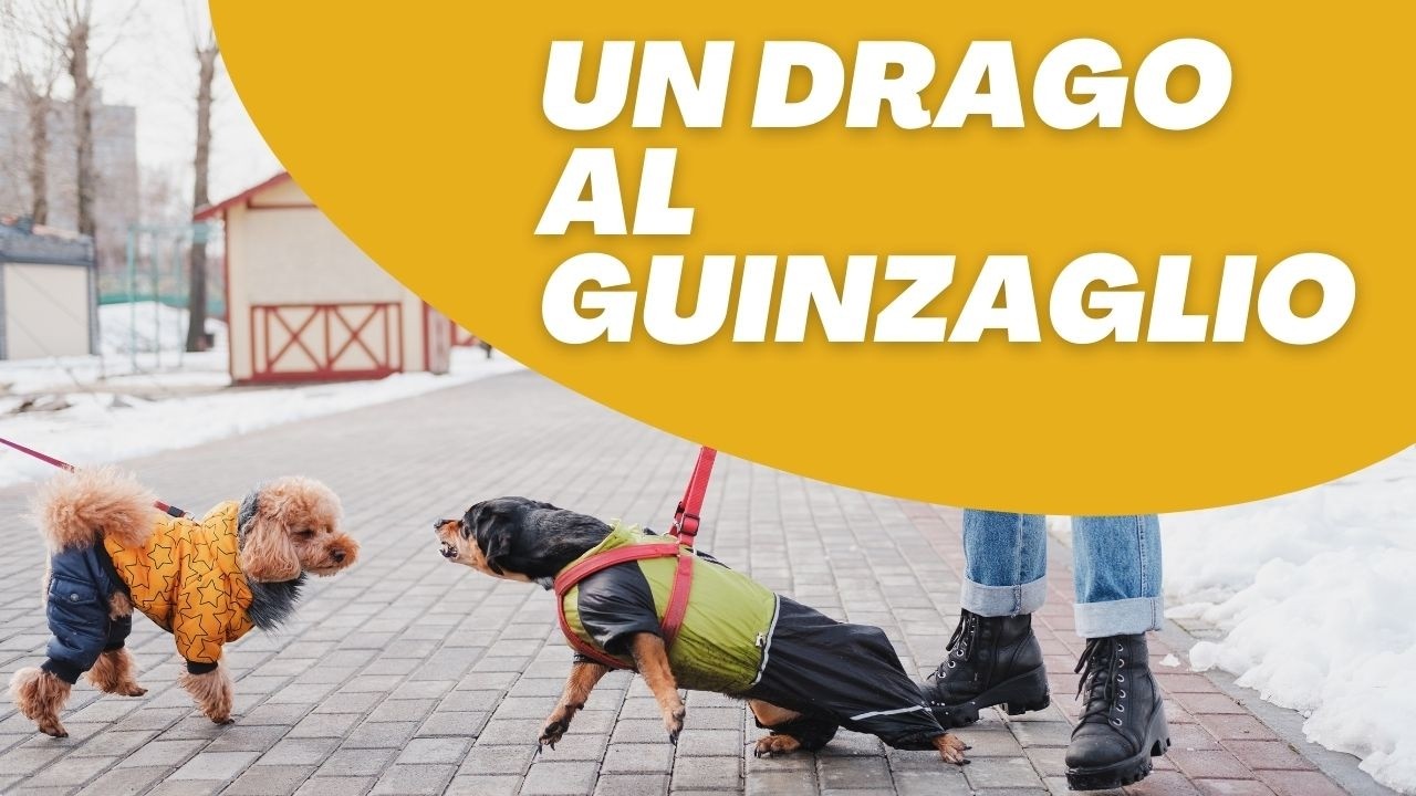 Perché il tuo cane abbaia al guinzaglio verso altri cani e come risolverlo