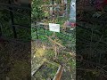 МИСТИЧЕСКАЯ И ЗАГАДОЧНАЯ ЗАБРОШЕННАЯ МОГИЛА МОЛОДОГО ПАРНЯ КОТОРЫЙ ПОГИБ ПРИ УЖАСНЫХ ОБСТОЯТЕЛЬСТВАХ