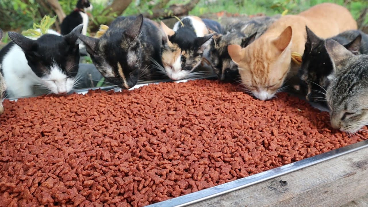 Feeding cats eating food | The Gohan Dog And Cats - YouTube