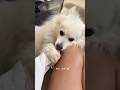 Japanese Spitz are the sweetest 😍😍😍