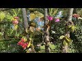 Jardín de Orquídeas, Flores Nuevas, Phalaenopsis en los Árboles, Un Jardín Contento