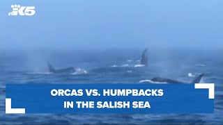 Orcas vs. humpbacks in the Salish Sea