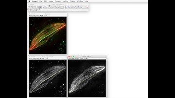 FIJI for Quantification: Line analysis