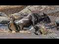 In A Split Second The Wildebeest Became A Meal For The Crocodiles