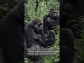 A Gorilla Family Living Calmly Together in Their Natural Forest Habitat