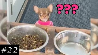 The Newest Chihuahua Dogs Compilation  | Funny & Cute Dogs | Chihuahua Puppies