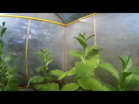 Video: Nicotiana kasvatamine: teave Nicotiana taime kohta