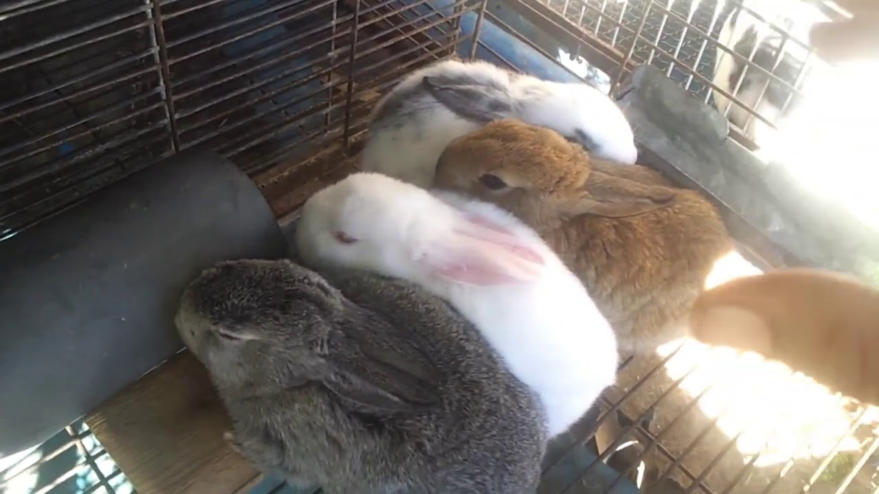 جميع الأمراض التي تصيب الأرانب // الأدوية التي تعالج هذه الأمراض // أثمنة أدوية الأرانب