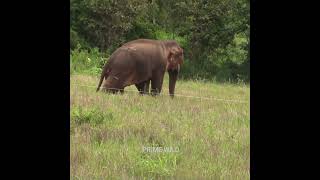 Huge elephant eating | Jungle Animals | 象 |فيل | Wildlife | Animaux shorts