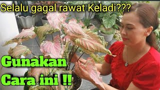 Perawatan Keladi Wayang Menjadi Subur