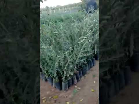 مباشرة من المشتل الزيتون و الخروب 0668067063