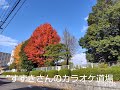【加賀の女】北島三郎、力強く伸びの歌唱は誰も真似できない、最高!
