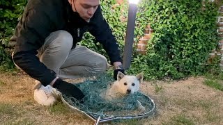 Rescuing a street dog in Korea | Jindo dog vlog