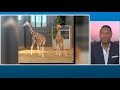 Missing giraffe calves from Virginia found safe