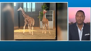 Missing giraffe calves from Virginia found safe