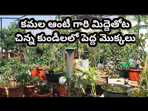 Beautiful Terrace Garden చ న క డ ల ప ద పళ ళ మ కల You Beautiful Terrace Garden చ న, How To Set Up Terrace Garden In Telugu