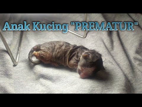 Video: Peningkatan Detak Jantung Karena Kontraksi Prematur Pada Kucing