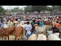 Cheapest indian cow market west bengal  cow farming west bengal