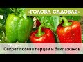 Голова садовая - Секрет посева перцев и баклажанов