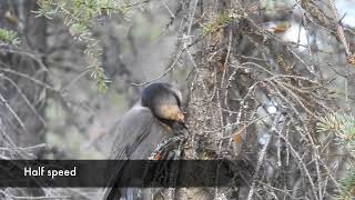Canada Jay Food Caching