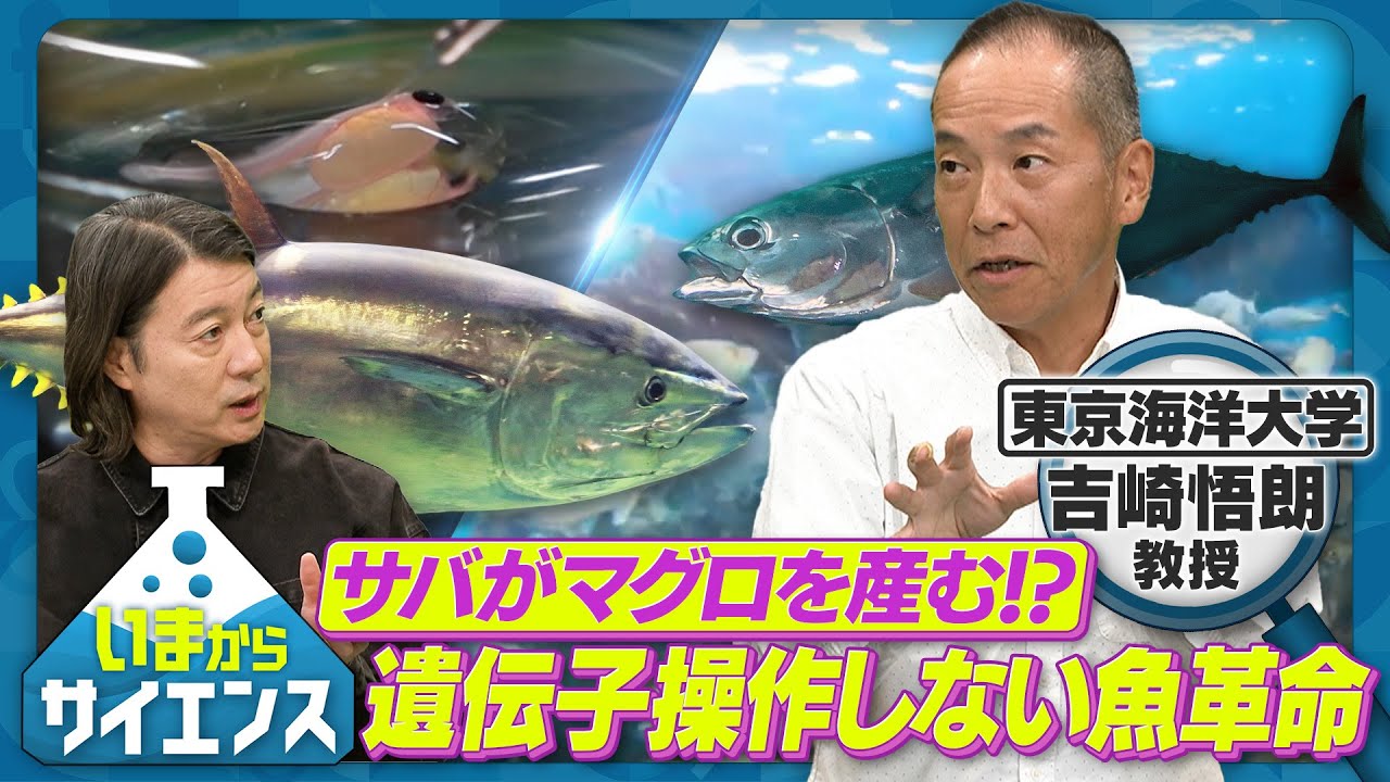 サバがマグロを産む！？遺伝子操作しない魚革命 吉崎悟朗（東京海洋大学 教授）【いまからサイエンス】